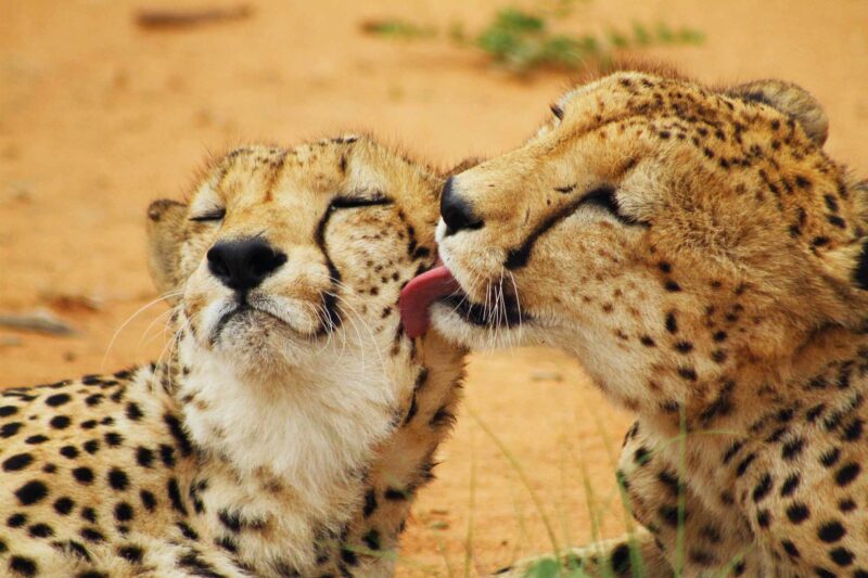 Baby cheetahs