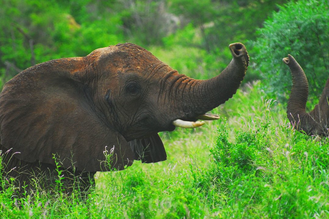 elephant-kenya - Copy