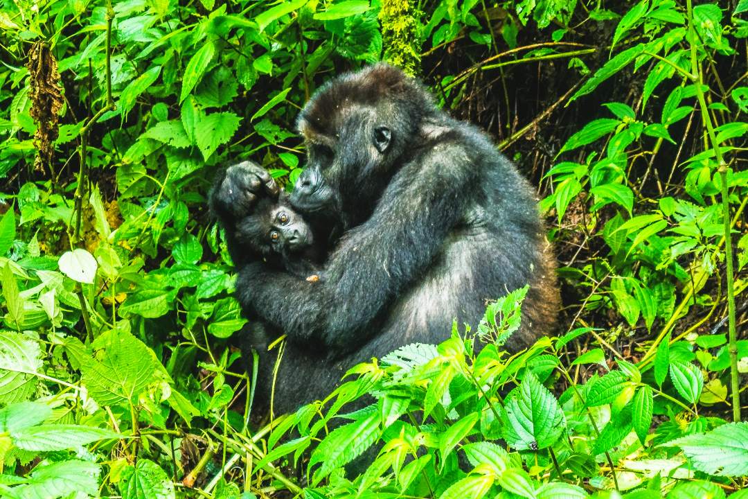 gorilla-mother-baby-uganda