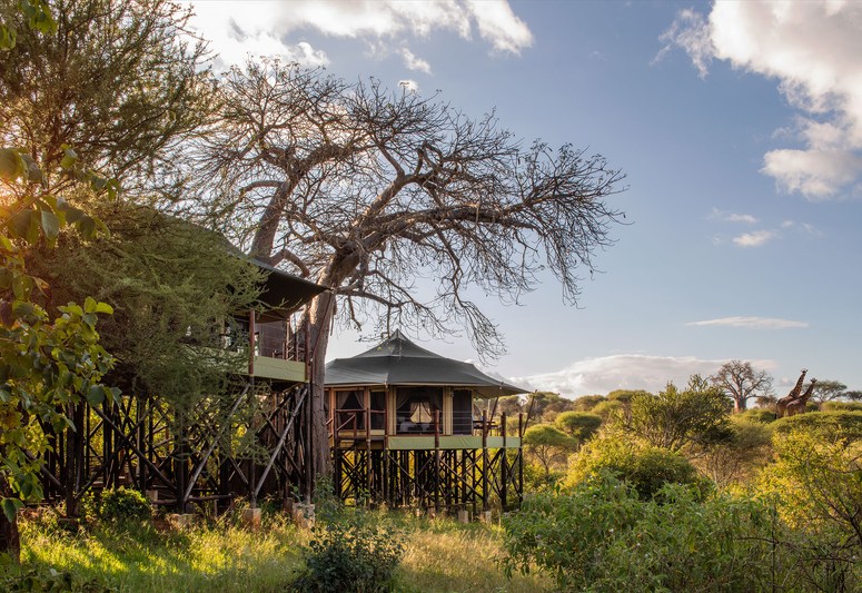 treetops-lodge-giraffes - Copy