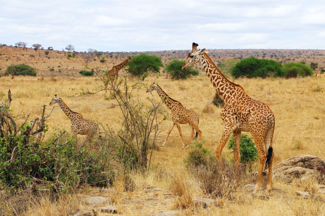 tsavo-west-giraffes - Copy