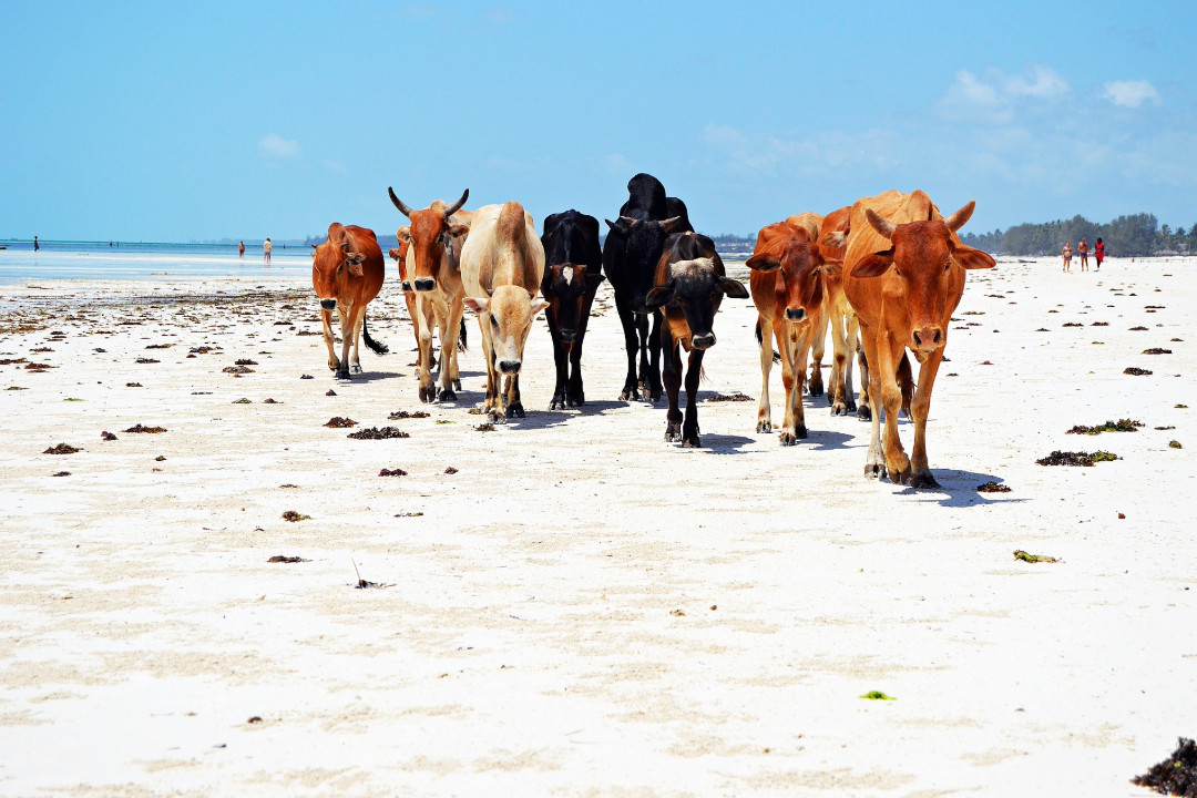 zanzibar-cows - Copy